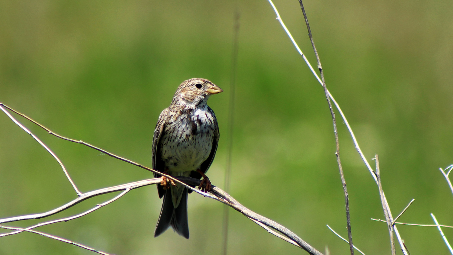 Corn Bunting
